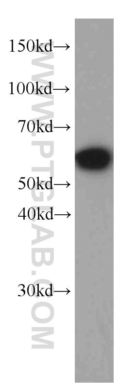 Western Blot (WB) analysis of HEK-293 cells using PDCD4 Monoclonal antibody (66100-1-Ig)