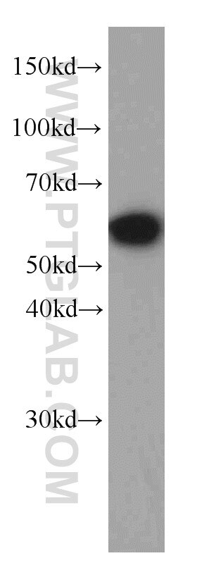 WB analysis of HEK-293 using 66100-1-Ig