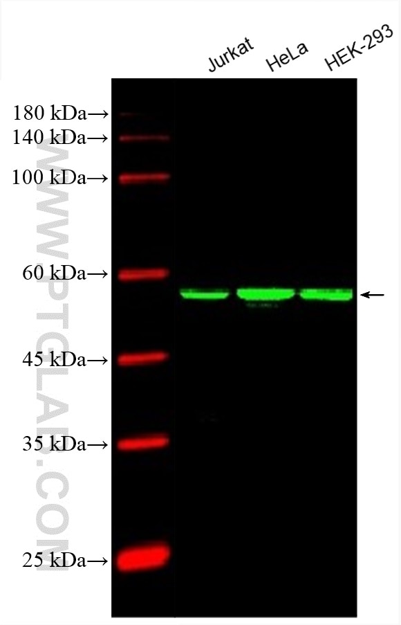 Western Blot (WB) analysis of various lysates using CoraLite® Plus 488-conjugated PDCD4 Monoclonal ant (CL488-66100)