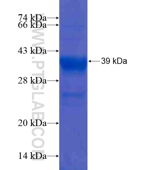 PDCD4 fusion protein Ag19239 SDS-PAGE