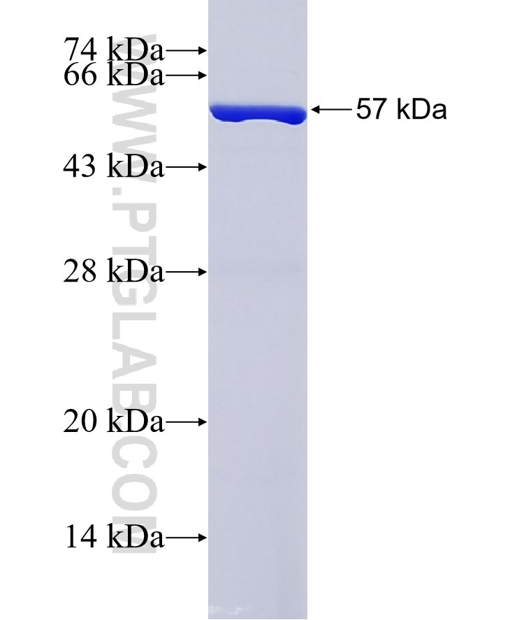 PDCD4 fusion protein Ag3288 SDS-PAGE
