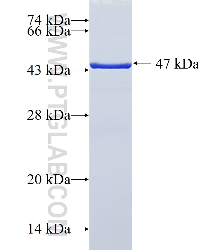 PDCD4 fusion protein Ag3288 SDS-PAGE