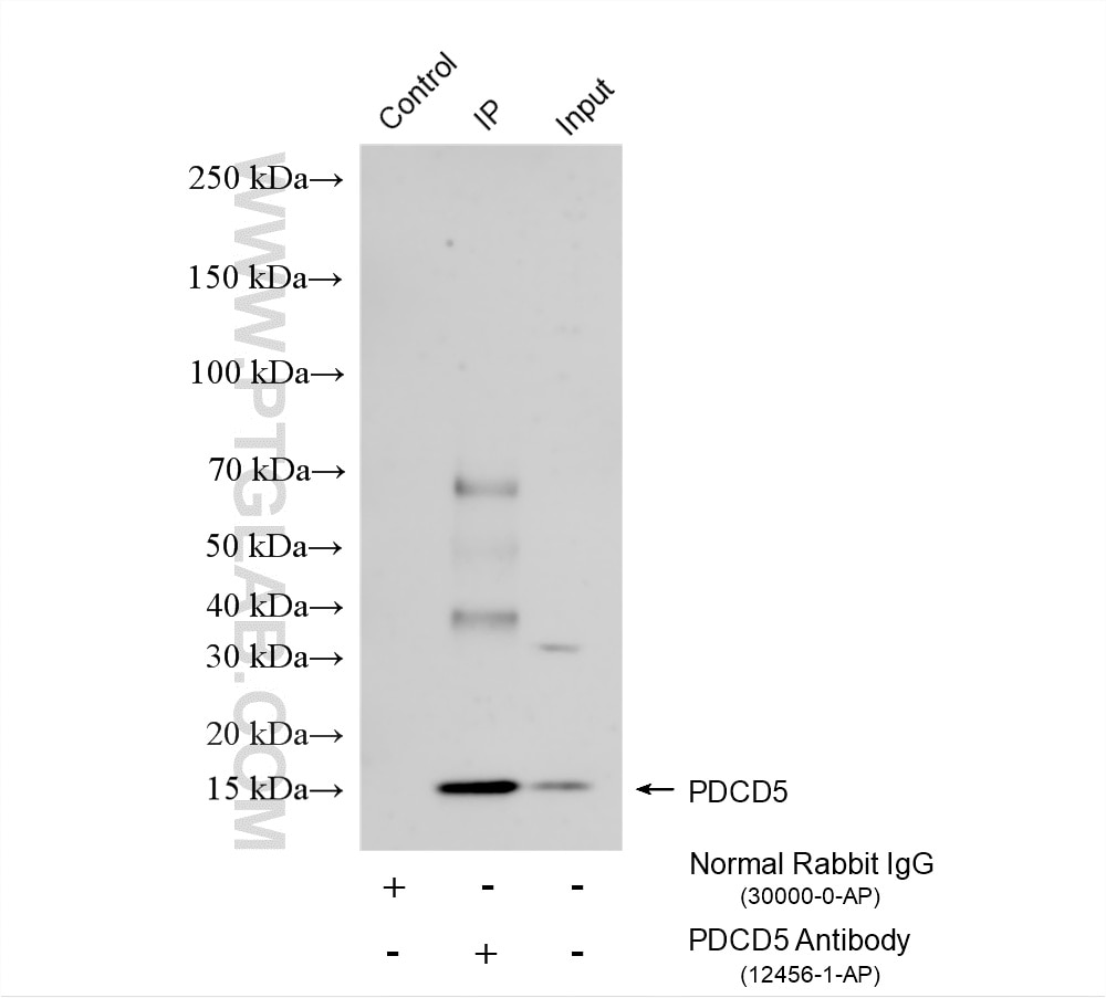 Immunoprecipitation (IP) experiment of A549 cells using PDCD5 Polyclonal antibody (12456-1-AP)
