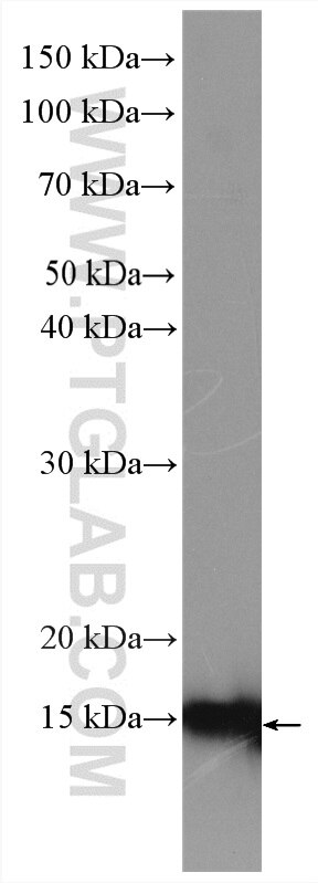 Western Blot (WB) analysis of A549 cells using PDCD5 Polyclonal antibody (12456-1-AP)