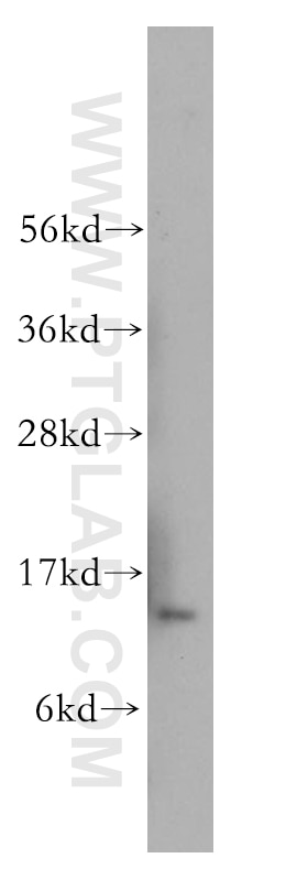 Western Blot (WB) analysis of human heart tissue using PDCD5 Polyclonal antibody (12456-1-AP)