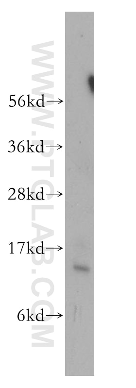 WB analysis of PC-3 using 12456-1-AP