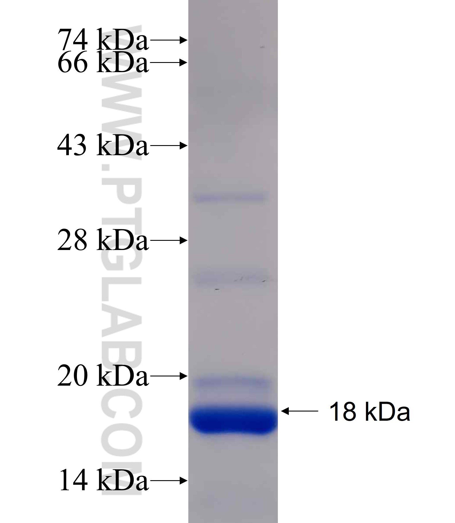PDCD5 fusion protein Ag24291 SDS-PAGE