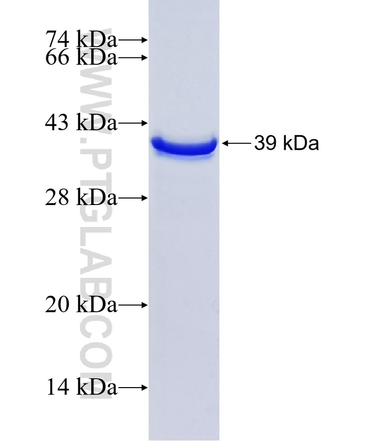 PDCD5 fusion protein Ag3122 SDS-PAGE
