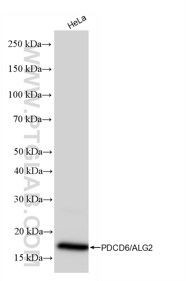 PDCD6/ALG2