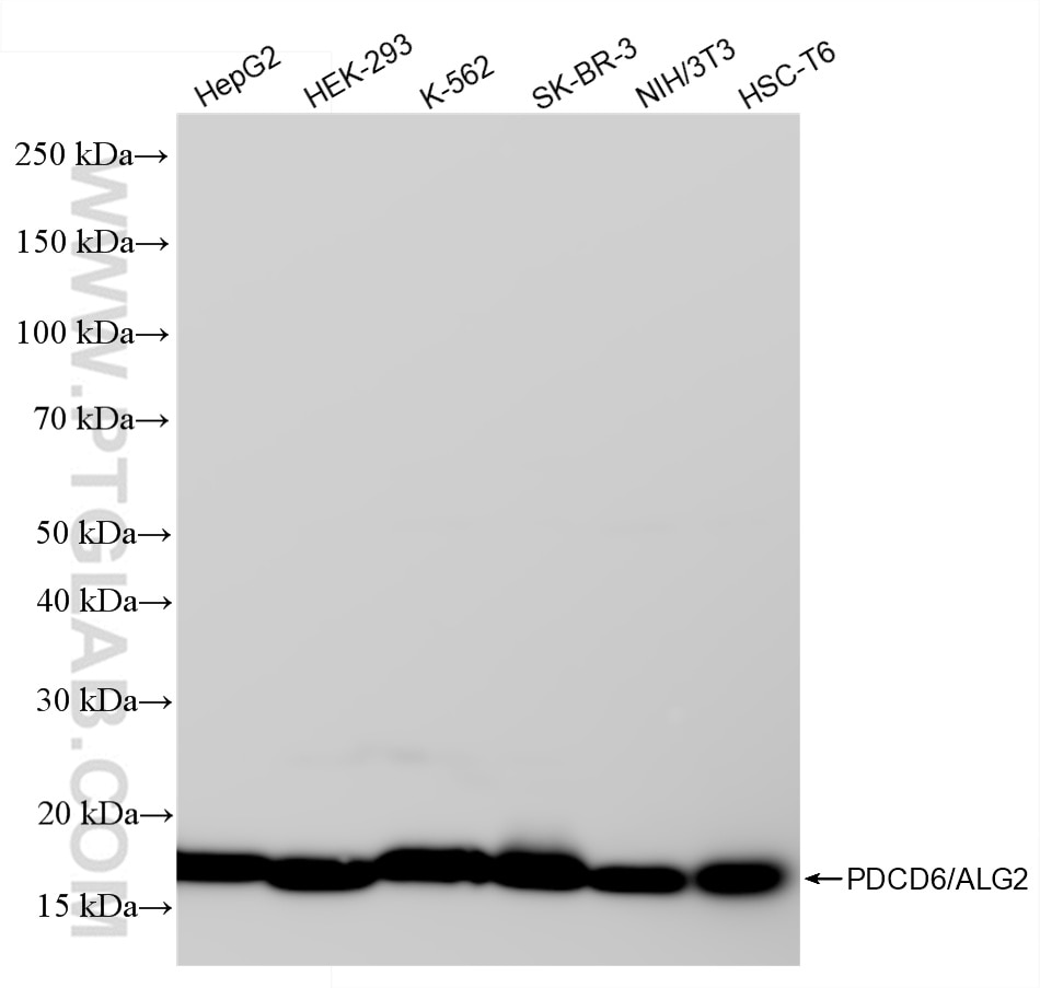 Western Blot (WB) analysis of various lysates using PDCD6/ALG2 Recombinant antibody (85792-5-RR)