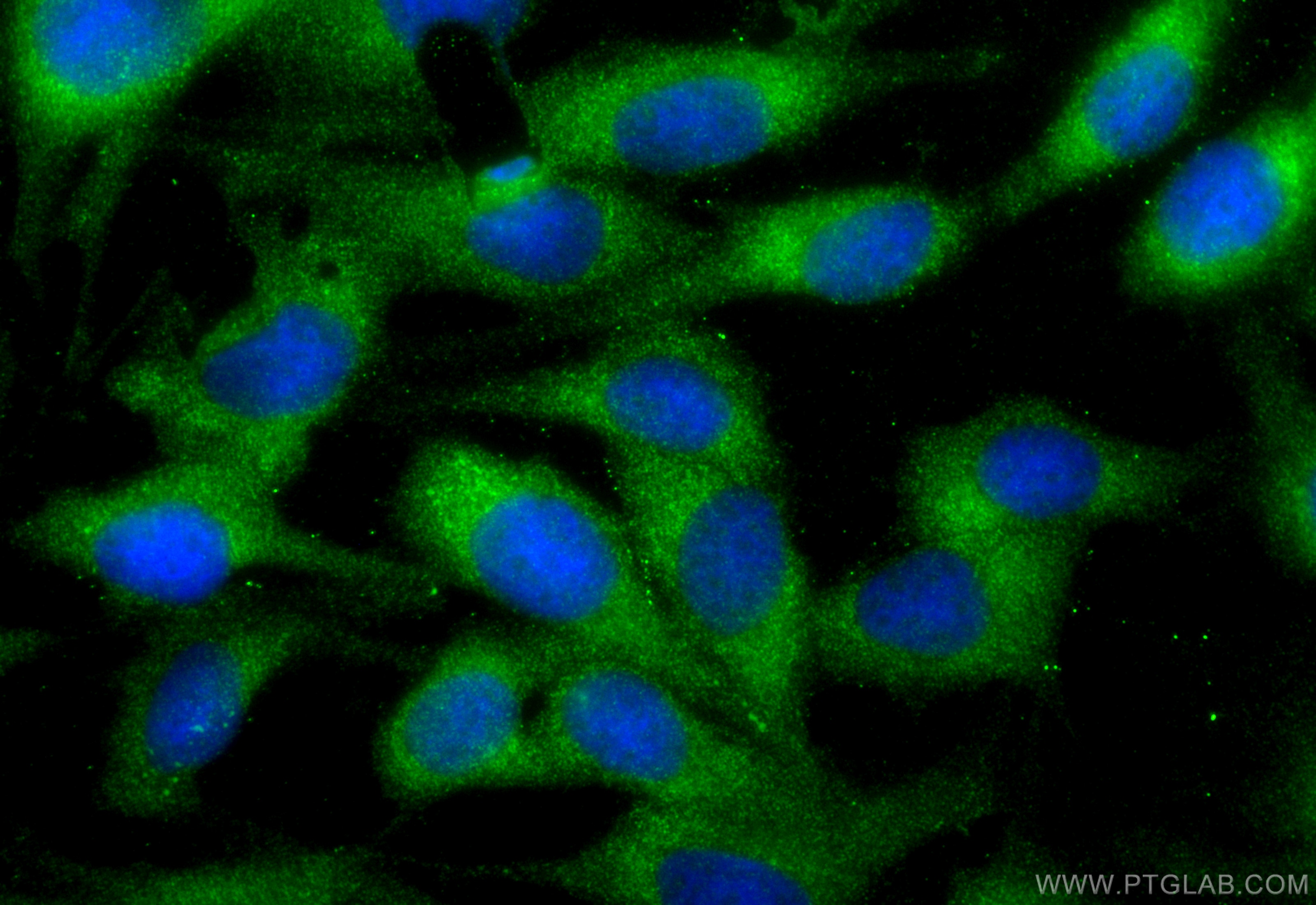 Immunofluorescence (IF) / fluorescent staining of MDCK cells using PDCD6/ALG2 Polyclonal antibody (12303-1-AP)