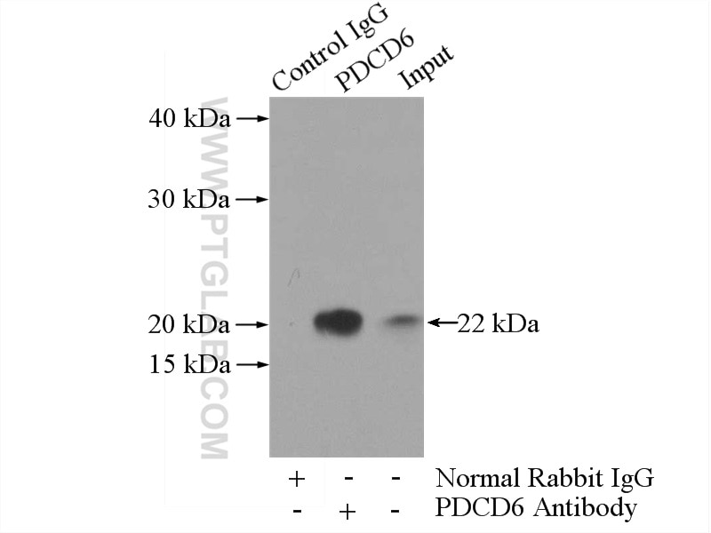 Immunoprecipitation (IP) experiment of HeLa cells using PDCD6 Polyclonal antibody (12303-1-AP)
