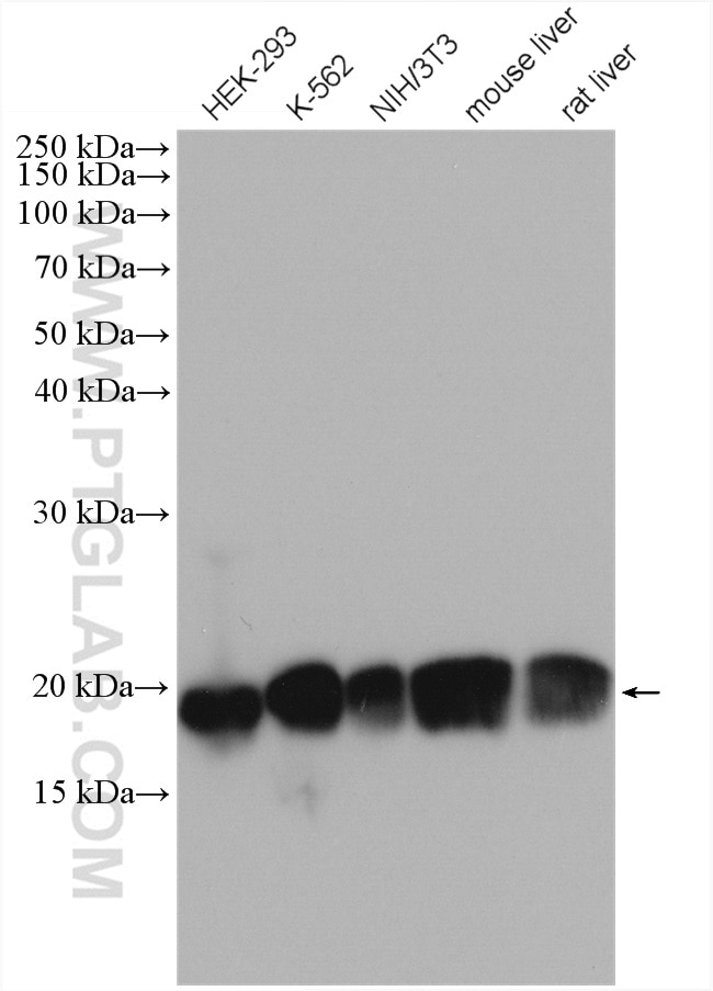 Western Blot (WB) analysis of various lysates using PDCD6 Polyclonal antibody (12303-1-AP)