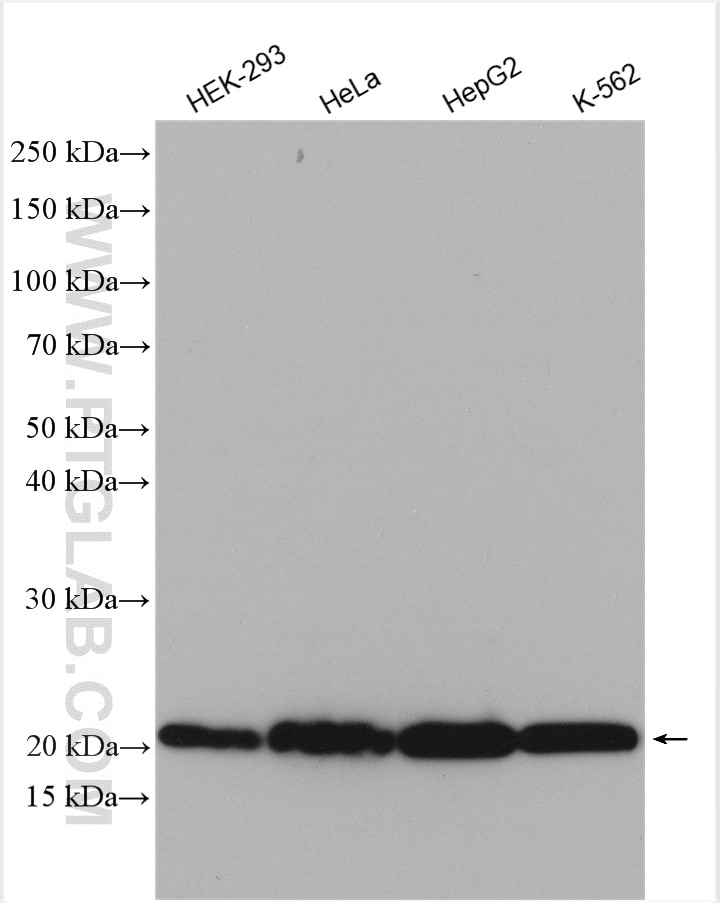Western Blot (WB) analysis of various lysates using PDCD6 Polyclonal antibody (12303-1-AP)
