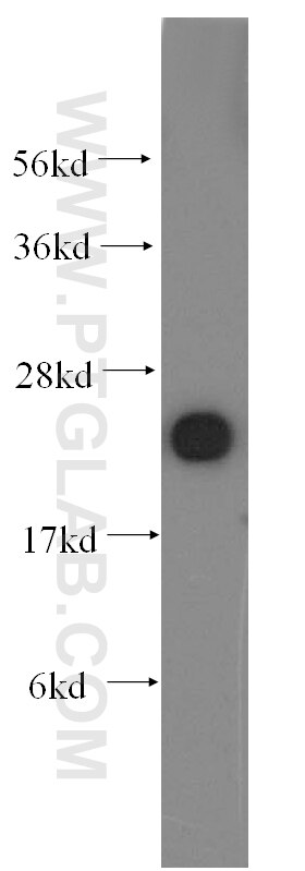 PDCD6 Polyclonal antibody