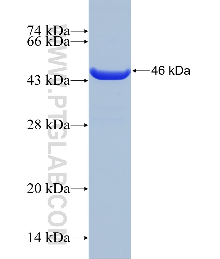 PDCD6 fusion protein Ag2949 SDS-PAGE