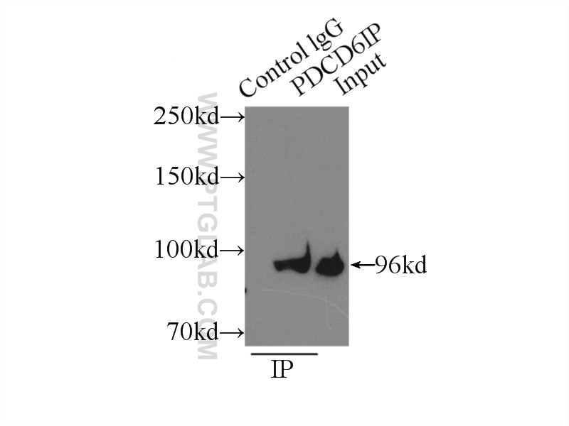 Immunoprecipitation (IP) experiment of Jurkat cells using Alix Polyclonal antibody (12422-1-AP)