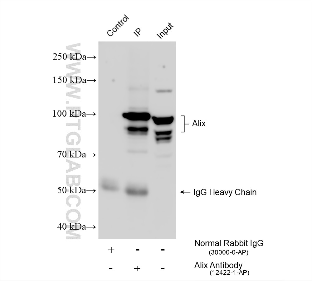 Immunoprecipitation (IP) experiment of HeLa cells using Alix Polyclonal antibody (12422-1-AP)