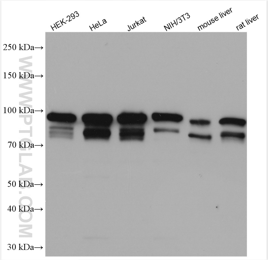 Western Blot (WB) analysis of various lysates using Alix Polyclonal antibody (12422-1-AP)