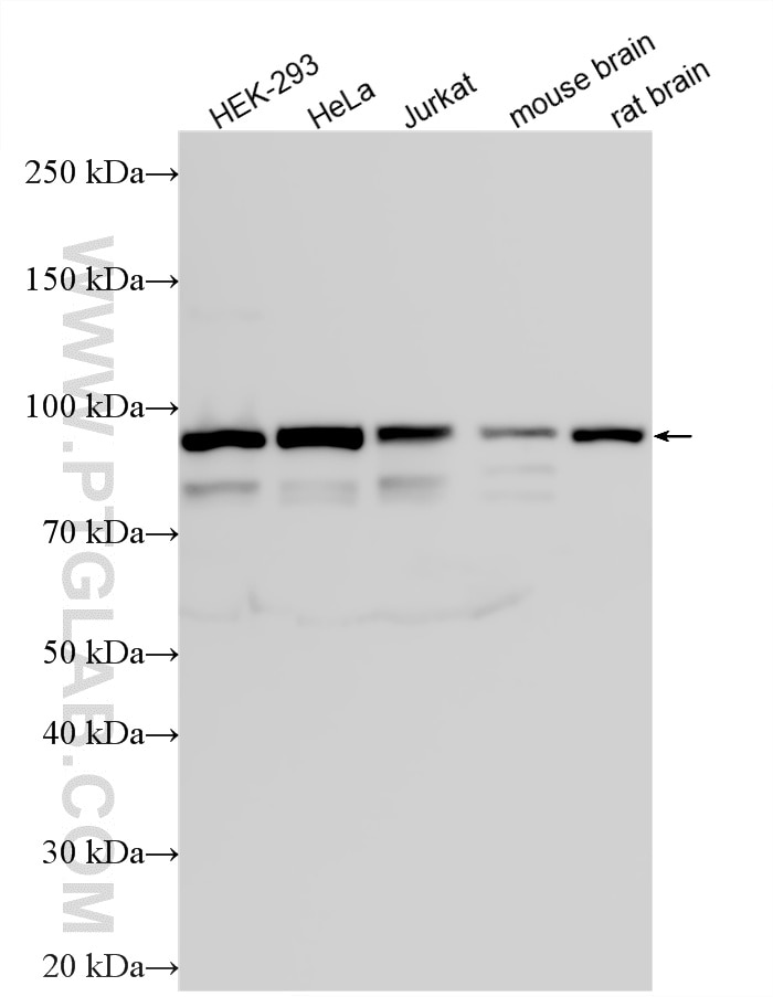 Various lysates were subjected to SDS PAGE followed by western blot with 12422-1-AP (Alix antibody) at dilution of 1:60000 incubated at room temperature for 1.5 hours. Western Blot (WB) analysis of various lysates using Alix Polyclonal antibody (12422-1-AP)