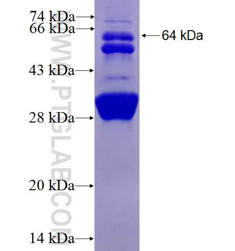 ALIX; AIP1 fusion protein Ag3074 SDS-PAGE