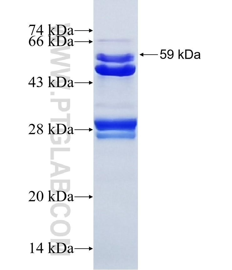 ALIX; AIP1 fusion protein Ag3074 SDS-PAGE