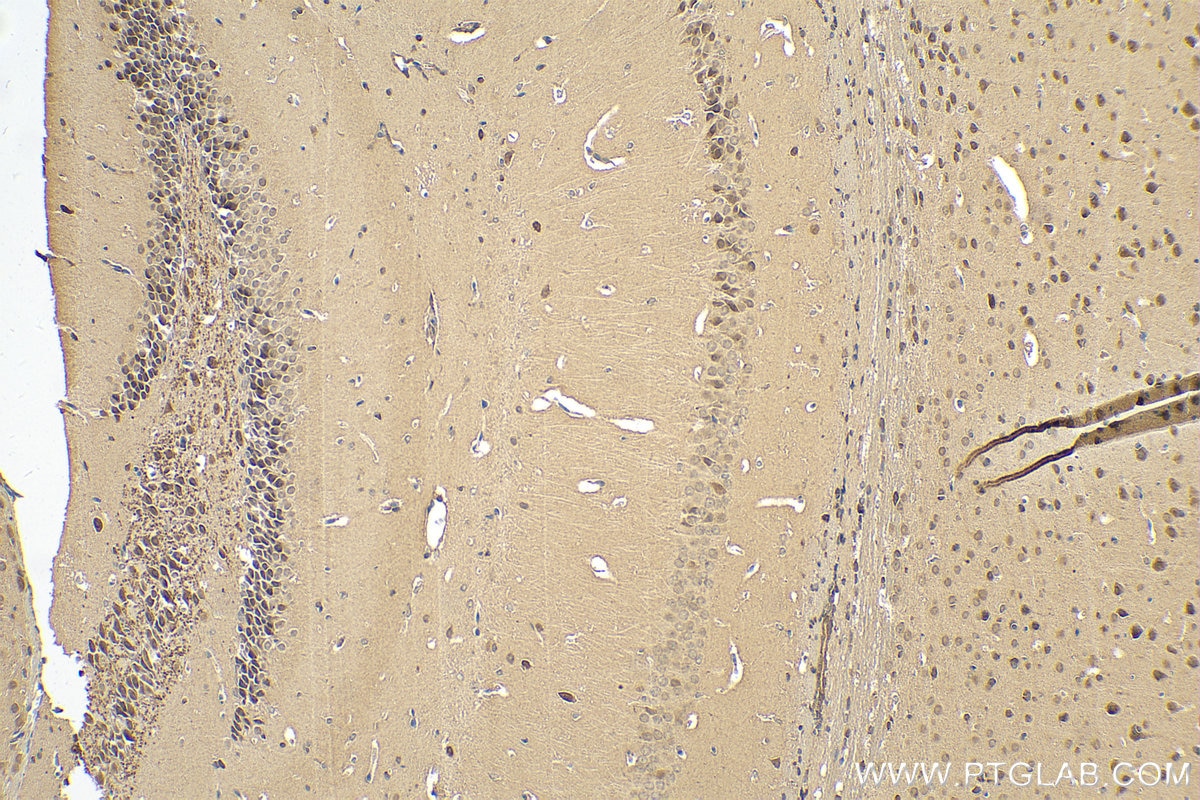 Immunohistochemistry (IHC) staining of mouse brain tissue using PDCL Polyclonal antibody (16057-1-AP)