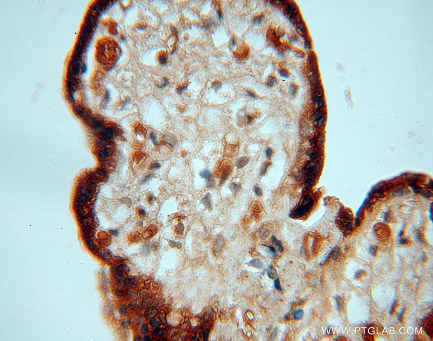 Immunohistochemistry (IHC) staining of human placenta tissue using PDCL Polyclonal antibody (16057-1-AP)