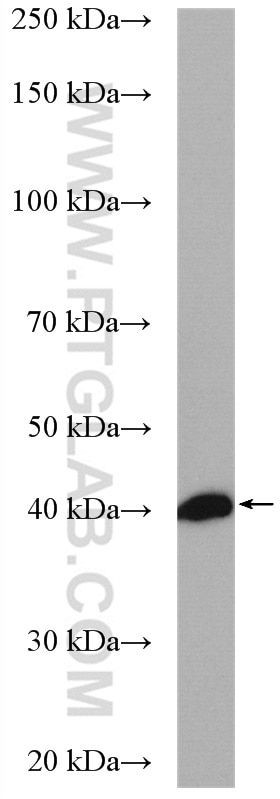 Western Blot (WB) analysis of NCI-H1299 cells using PDCL Polyclonal antibody (16057-1-AP)