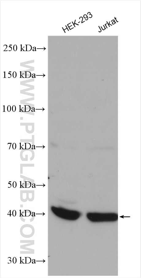 Western Blot (WB) analysis of various lysates using PDCL Polyclonal antibody (16057-1-AP)