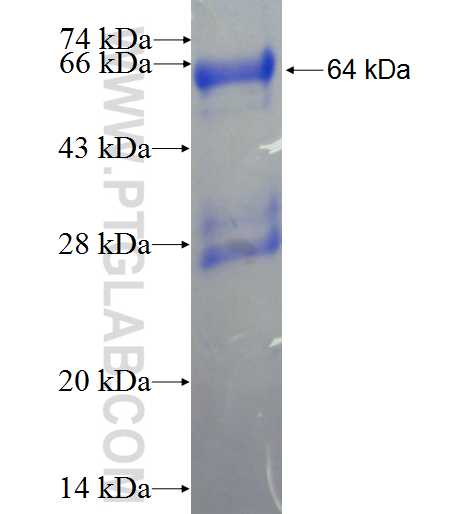 PDCL fusion protein Ag9029 SDS-PAGE