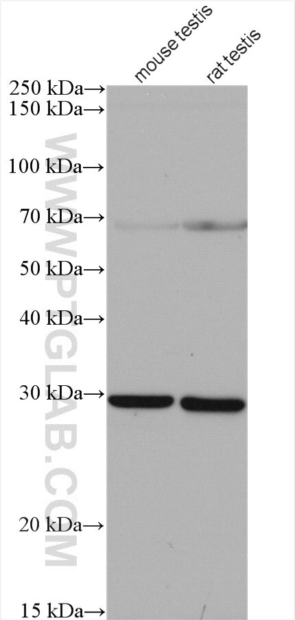 Western Blot (WB) analysis of various lysates using PDCL2 Polyclonal antibody (17407-1-AP)