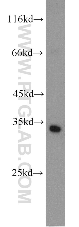 Western Blot (WB) analysis of mouse testis tissue using PDCL2 Polyclonal antibody (17407-1-AP)