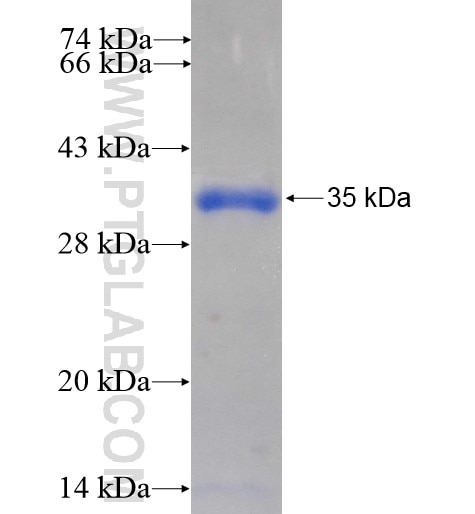 PDCL2 fusion protein Ag11411 SDS-PAGE