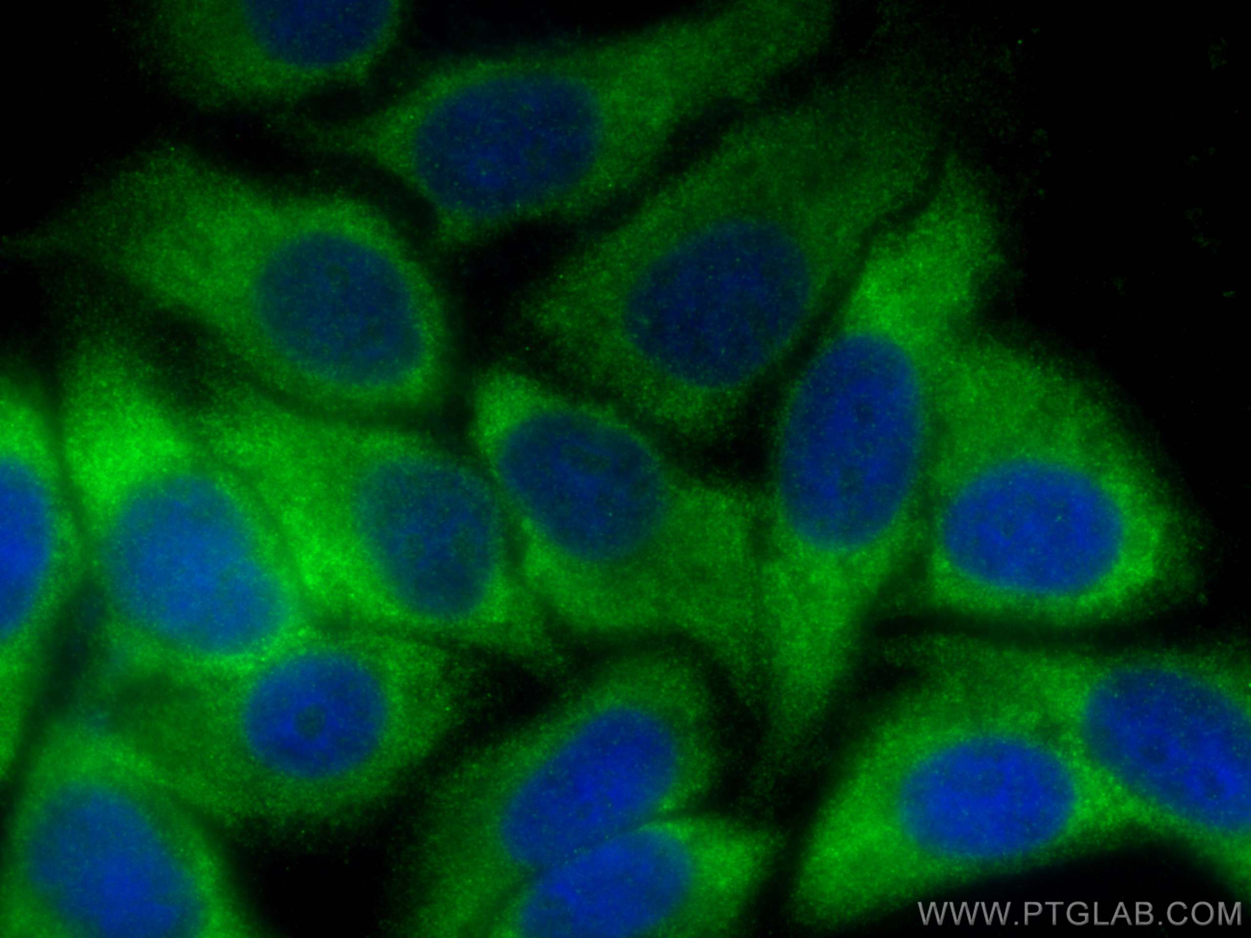 Immunofluorescence (IF) / fluorescent staining of HepG2 cells using PDCL3 Polyclonal antibody (14997-1-AP)