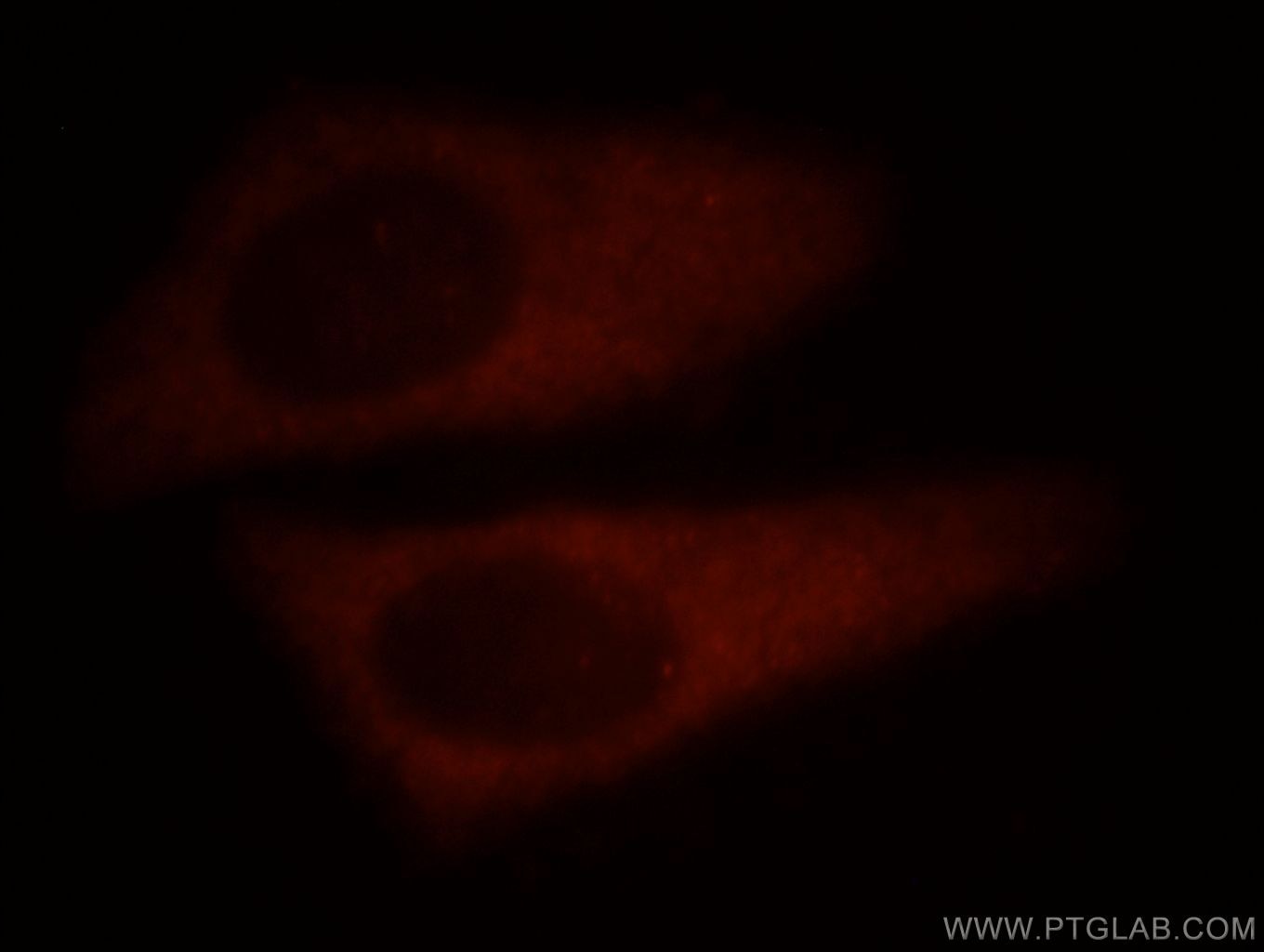 Immunofluorescence (IF) / fluorescent staining of HepG2 cells using PDCL3 Polyclonal antibody (14997-1-AP)