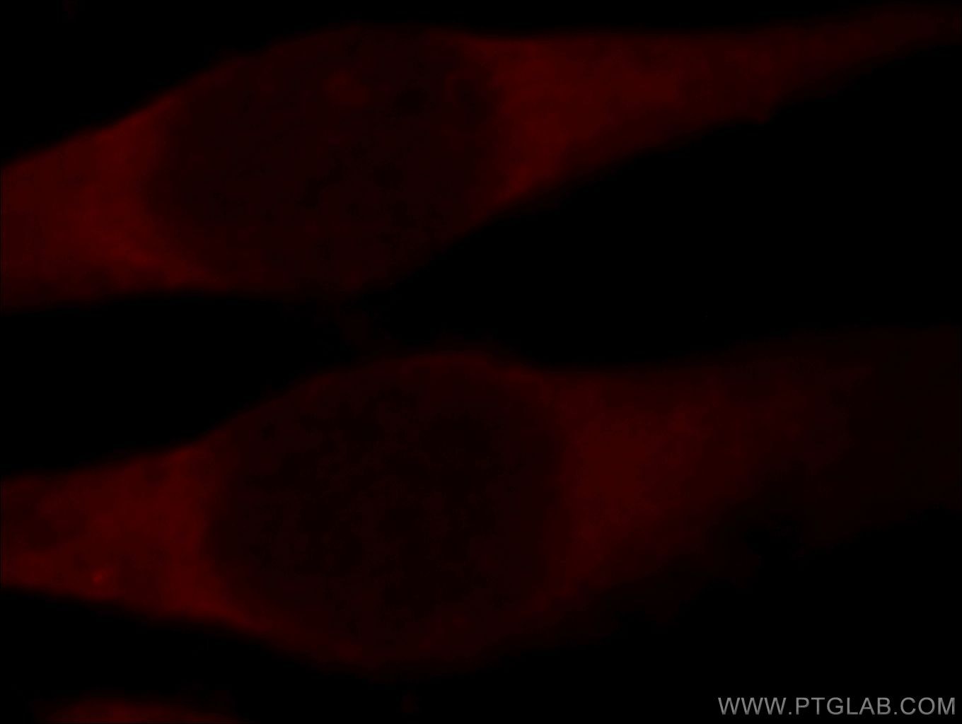 Immunofluorescence (IF) / fluorescent staining of HeLa cells using PDCL3 Polyclonal antibody (14997-1-AP)