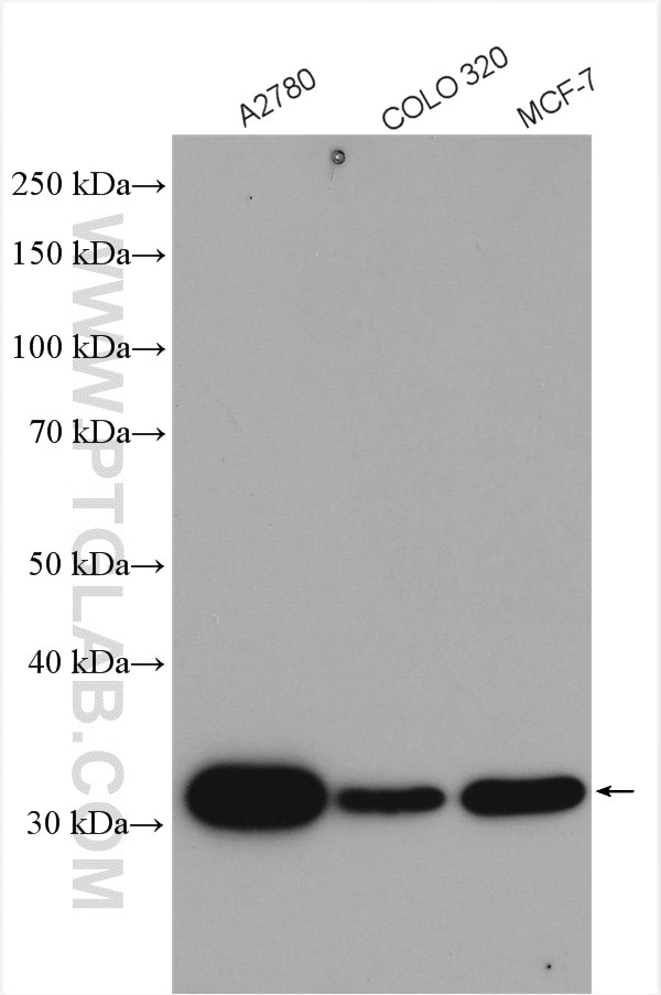 Western Blot (WB) analysis of various lysates using PDCL3 Polyclonal antibody (14997-1-AP)