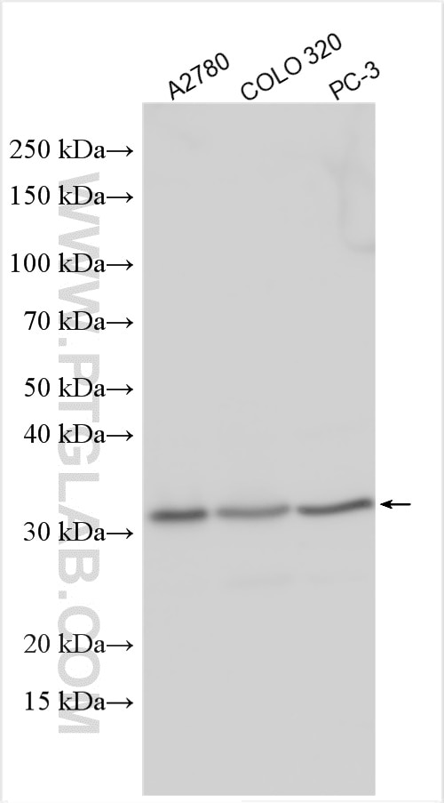 Western Blot (WB) analysis of various lysates using PDCL3 Polyclonal antibody (14997-1-AP)
