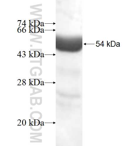 PDCL3 fusion protein Ag6983 SDS-PAGE