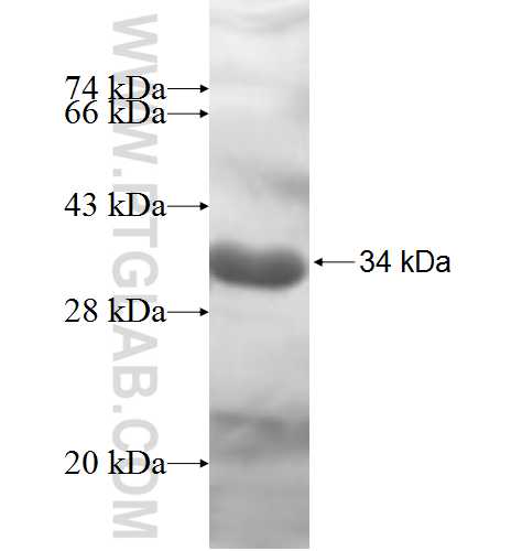 PDCL3 fusion protein Ag7063 SDS-PAGE
