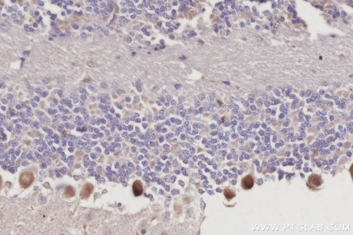 Immunohistochemistry (IHC) staining of mouse cerebellum tissue using PDE10A Polyclonal antibody (18078-1-AP)