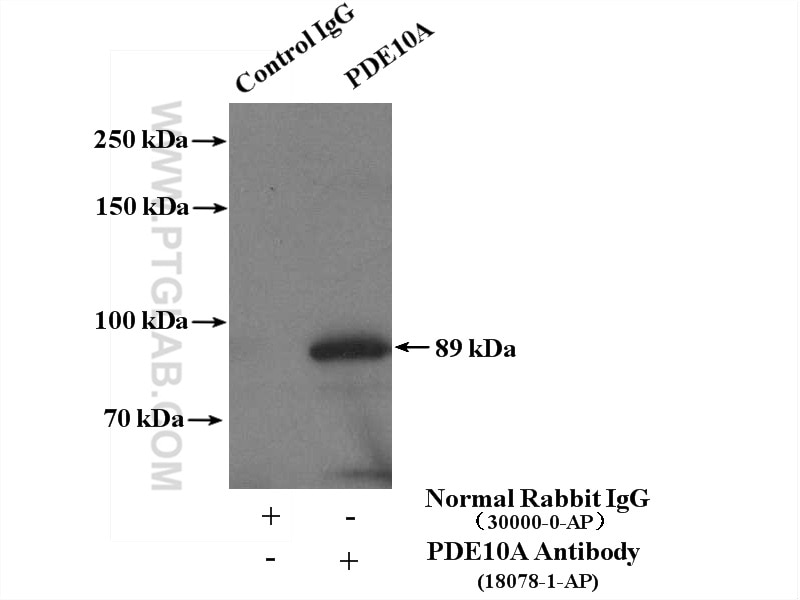 Immunoprecipitation (IP) experiment of mouse brain tissue using PDE10A Polyclonal antibody (18078-1-AP)