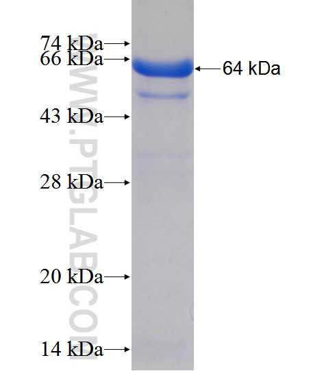 PDE10A fusion protein Ag12771 SDS-PAGE