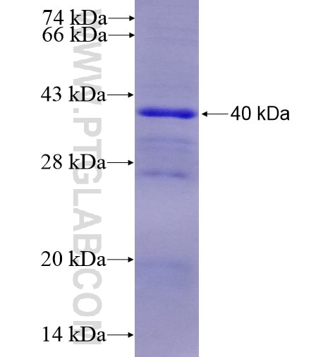 PDE10A fusion protein Ag12892 SDS-PAGE
