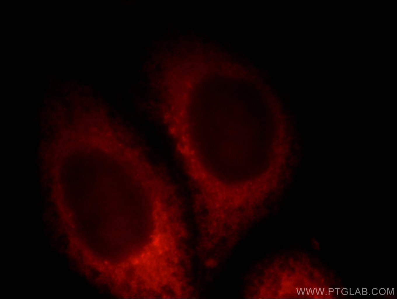 Immunofluorescence (IF) / fluorescent staining of HepG2 cells using PDE12 Polyclonal antibody (12753-1-AP)