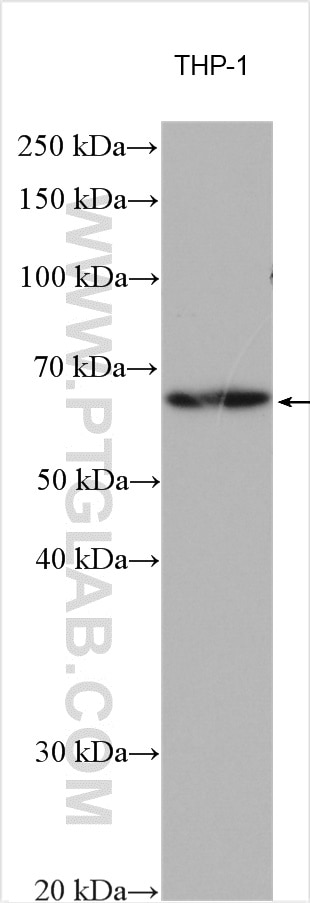 Western Blot (WB) analysis of various lysates using PDE12 Polyclonal antibody (12753-1-AP)