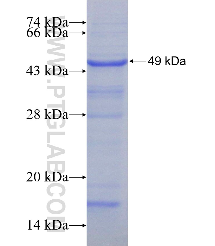 PDE12 fusion protein Ag3217 SDS-PAGE