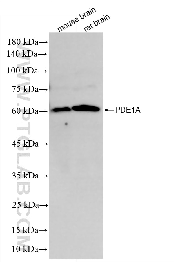 Western Blot (WB) analysis of various lysates using PDE1A Recombinant monoclonal antibody (87154-1-RR)