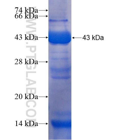 PDE1A fusion protein Ag20307 SDS-PAGE